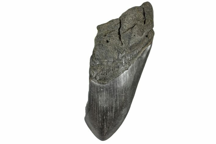 Partial Megalodon Tooth - South Carolina #172204